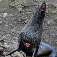 23_Renato_Borras-Chavez